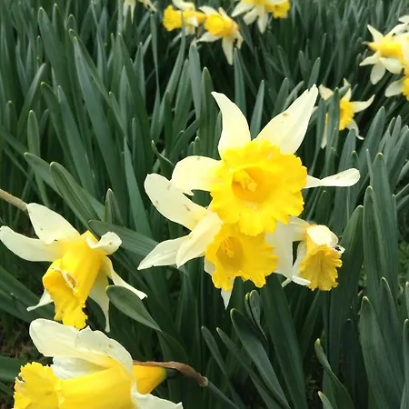 Boule De Neige Gourette