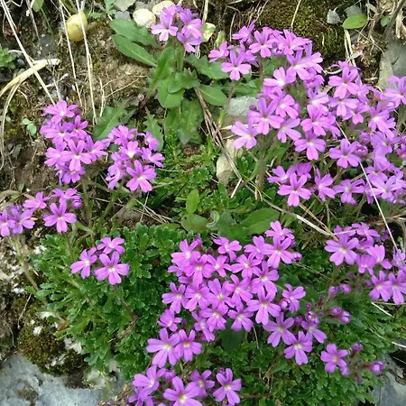 Boule De Neige Hotel Gourette