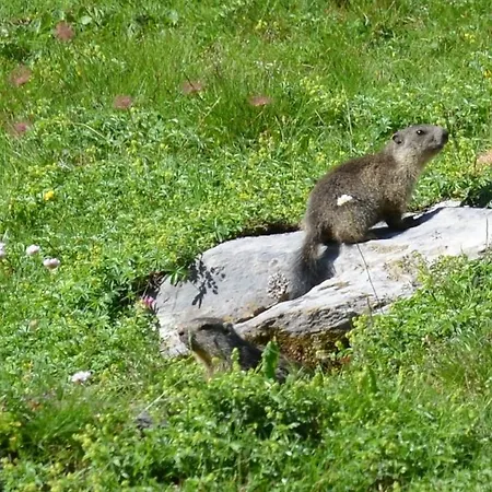 Hotel Boule De Neige
