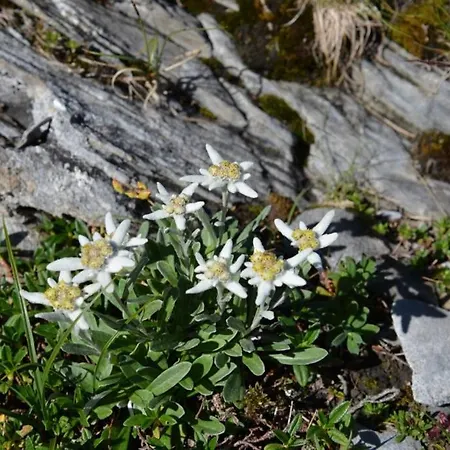 Boule De Neige Hotel 2*