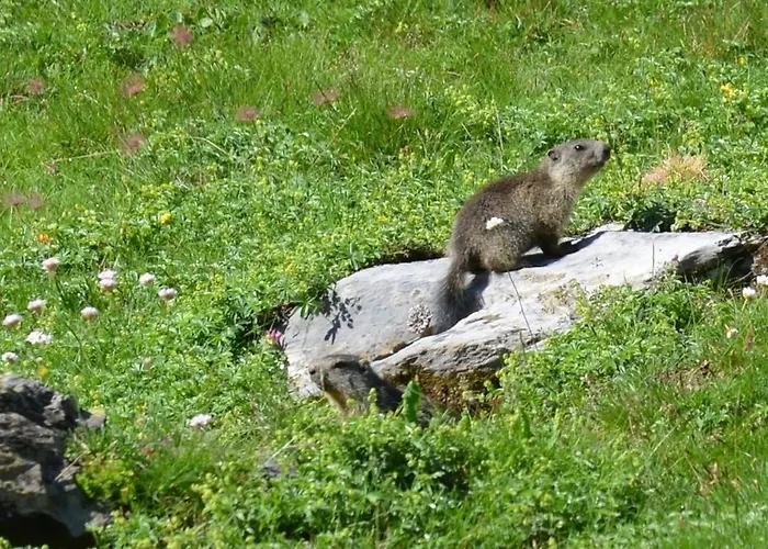 Hotel Boule De Neige