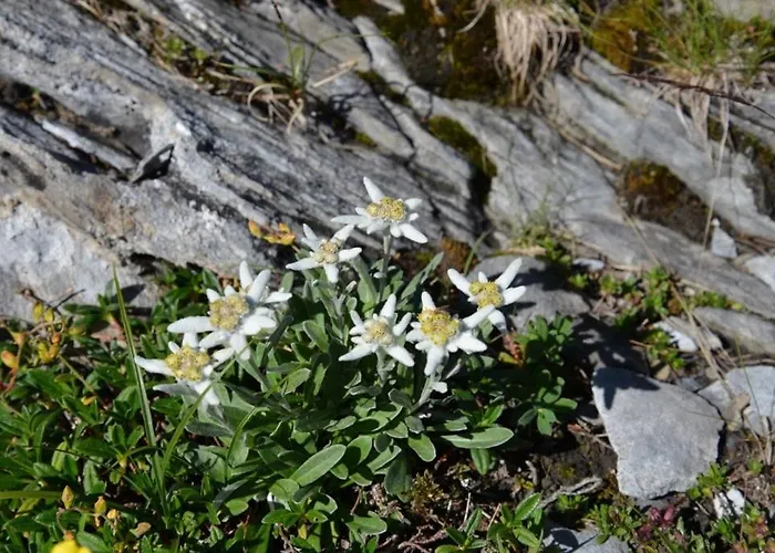 Boule De Neige Hotel 2*